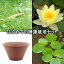 (ビオトープ/睡蓮)はじめての睡蓮栽培セット モーレイ+陶鉢440+ヒメダカ+浮き草他 説明書付 本州・四国限定 お一人様1点限り