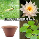 (ビオトープ)(めだか)はじめての睡蓮栽培セット ピーチグロー+陶鉢440+ヒメダカ+浮き草他 説明書付 本州・四国限定
