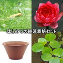 (ビオトープ)(めだか)はじめての睡蓮栽培セット ペリーズ レッドドワーフ+陶鉢440+ヒメダカ+浮草他 説明書付 本州・四国限定