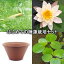 (ビオトープ/睡蓮)はじめての睡蓮栽培セット ピーチ リリー+陶鉢440+ヒメダカ+浮き草他 説明書付 本州・四国限定 お一人様1点限り