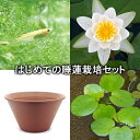 (ビオトープ)(めだか)はじめての睡蓮栽培セット キャンディダ+陶鉢440+ヒメダカ+浮き草他 説明書付 本州・四国限定