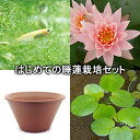 (ビオトープ)(めだか)はじめての睡蓮栽培セット パティオ ジョイ+陶鉢440+ヒメダカ+浮き草他 説明書付 本州・四国限定