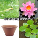 (ビオトープ)(めだか)はじめての睡蓮栽培セット ピンク オパール+陶鉢440+ヒメダカ+浮き草他 説明書付 本州・四国限定