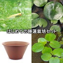 (ビオトープ)(めだか)はじめての睡蓮栽培セット リオウ+陶鉢440+ヒメダカ+浮き草他 説明書付 本州・四国限定