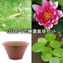 (ビオトープ)(めだか)はじめての睡蓮栽培セット ユーリング+陶鉢440+ヒメダカ+浮き草他 説明書付 本州四国限定
