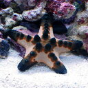 (海水魚 エビ)フリソデエビ(1匹) +コブヒトデ(1匹)