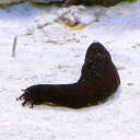 (海水魚 ナマコ)クロナマコ Sサイズ(3匹)