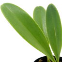 (観葉植物)洋ラン バルボフィラム グランディフローラム ジャヤプラ 2.5~3号(1ポット)
