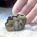 （サンゴ）ヒメシャコガイ　おまかせカラー　Sサイズ（ブリード）（3匹）　沖縄別途送料