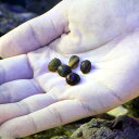 (海水魚 貝 無脊椎)海洋性カノコガイ Sサイズ コケの掃除...