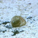 (海水魚)貝 アツムシロガイ 底砂とその他の掃除(9匹)