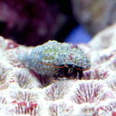 (海水魚 ヤドカリ)沖縄産 ヤドカリミックス Sサイズ(15...
