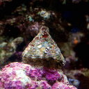 (海水魚 貝 無脊椎)ニシキウズガイ Sサイズ(5匹) 北海...