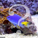 (海水魚)お一人様5点限り おまかせスズメダイ(3匹) 北海...