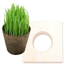 (観葉植物)ペットグラス うさぎの草 燕麦 ECOポット植え(無農薬)1ポット 木製スタンドセット ナチュラル うさぎ 小動物 生牧草