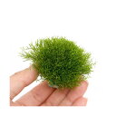 (水草)育成済 リシアボール(無農薬)(5個)