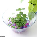 (ビオトープ/水辺植物) 窓辺に恋するMint(妖精)の幸せ ムチカとミントのセット(説明書付)
