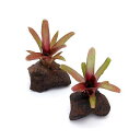 (観葉植物)ブロメリア ネオレゲリア ファイヤーボール 穴あき溶岩石付(1セット) 沖縄不可