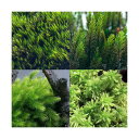 (観葉植物)苔 おまかせ苔 4パック分