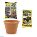 花ごころ オリーブの土+オリーブの肥料+デローマ バッサム 直径31cm×23cm セット お一人様5点限り 関東当日便