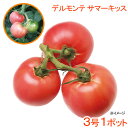 (観葉)デルモンテ 野菜苗 トマト サマーキッス 3号(1ポット) 家庭菜園