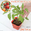 (観葉)デルモンテ 野菜苗 トマト イタリアンレッド 3号(1ポット) 家庭菜園