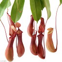 (食虫植物)ウツボカズラ ネペンテス 赤 5号(1鉢)(吊り鉢タイプ)