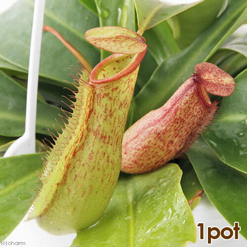 虫を捕食する脅威の植物！一風変わったインテリアにも！（食虫植物）ウツボカズラ　ネペンテス　ミランダ　4号（1鉢）（吊り鉢タイプ）