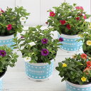 (観葉植物)サントリー すぐ楽ミリオンベル 花色おまかせ 3.5号(1鉢)