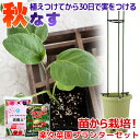 (観葉)私の菜園 秋ナス 苗から栽培セット(楽々菜園プランター 6点セット) 家庭菜園