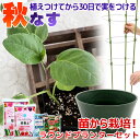 (観葉)私の菜園 秋ナス 苗から栽培セット(ラウンドプランター 8点セット) 家庭菜園