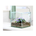(観葉植物)セントポーリアを水槽で育てよう キット(植物付き)沖縄別途送料 沖縄別途送料 お一人様2点限り 北海道冬期発送不可