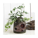 (観葉植物)観葉ギフト ジブリプランター 天空の城ラピュタ ロボット兵の思い ナギとヘデラ仕立て 植え込み完成品 沖縄別途送料