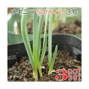 (観葉植物)野菜苗 ネギニラ なかみどり 3号( 3ポットセット) 家庭菜園
