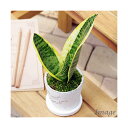 (観葉植物)サンセベリア 陶器鉢植え フレグランドラウンドポットXXS(1鉢) 受け皿付き