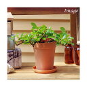 (観葉植物)フィカス シャングリラ(つる性ガジュマル)2号ロング(1鉢)受け皿無し