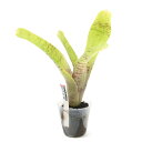 (観葉植物)ビバリウムプランツ ブロメリア ネオレゲリア アンプラセア 4cmポット入り(1ポット)