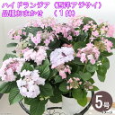 (観葉植物)ハイドランジア(西洋アジサイ) 品種おまかせ 5号(3鉢)開花終了株