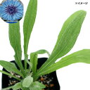 草花の苗/セントウレア(矢車菊):ブラックボール3?3.5号ポット2株セット