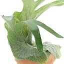 (観葉植物)コウモリラン ビカクシダ グランデ 5号(1鉢)