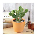 (観葉植物)ウチワサボテン キンエボシ 3.5号(1鉢)