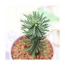 (観葉植物)ユーフォルビア 紅彩ロリカ(コウサイロリカ) 2.5号(1鉢)