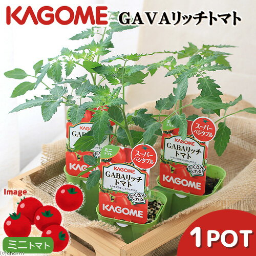 （観葉植物）カゴメ　野菜苗　トマト　GABAリッチトマト　3号（1ポット）　家庭菜園