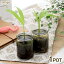 (観葉植物)ヤシ ユスラヤシ ガラス容器入り 1.5号(1鉢)