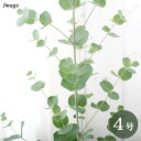 (観葉植物)ユーカリ グニーユーカリ 4号(1鉢)