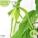 (観葉)イランイラン 4.5号(1鉢) 芳香性熱帯花木