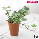 (観葉植物)ヘデラ(アイビー)(品種おまかせ) 2号ロング(1鉢) 北海道冬季発送不可