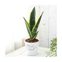 (観葉植物)サンセベリア 陶器鉢植え フレグランドラウンドポットXS(1鉢) 受け皿付き