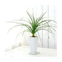 (観葉植物)トックリラン 陶器鉢植え タワーS WH(1鉢) 受け皿付き