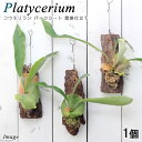 (観葉植物)コウモリラン バークシート 壁掛仕立て(1個)